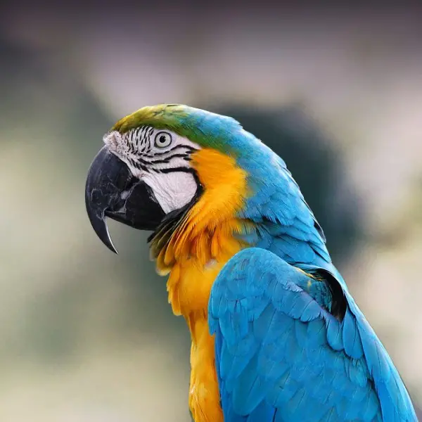 Blue-and-Gold Macaw Personality, Food & Care – Pet Birds by ...