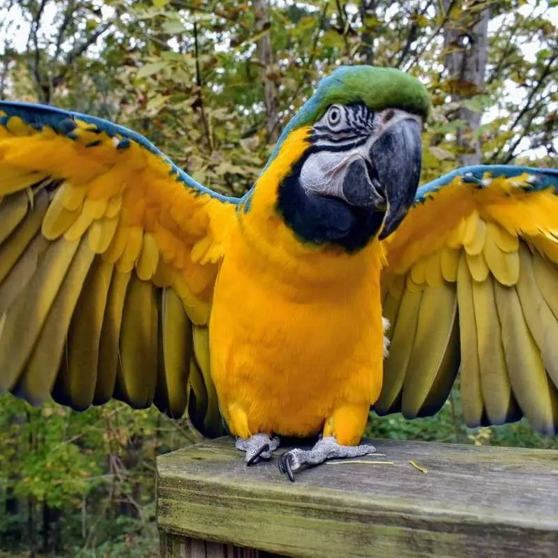 Blue and Gold Macaw - Waylon - World Bird Sanctuary