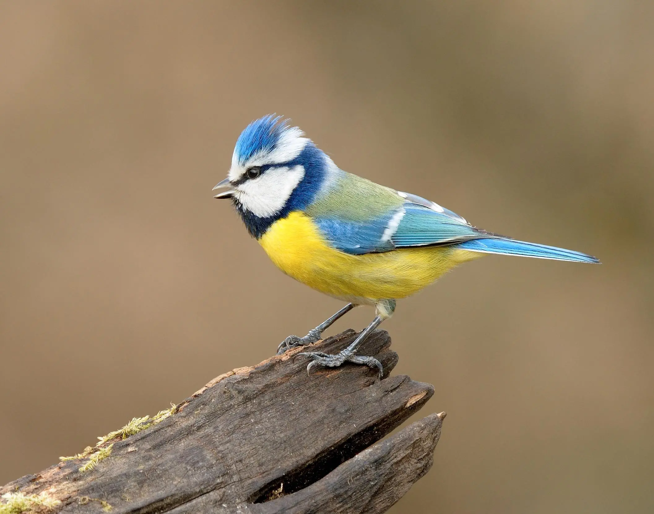 Blue Tit Bird Facts | Cyanistes Caeruleus