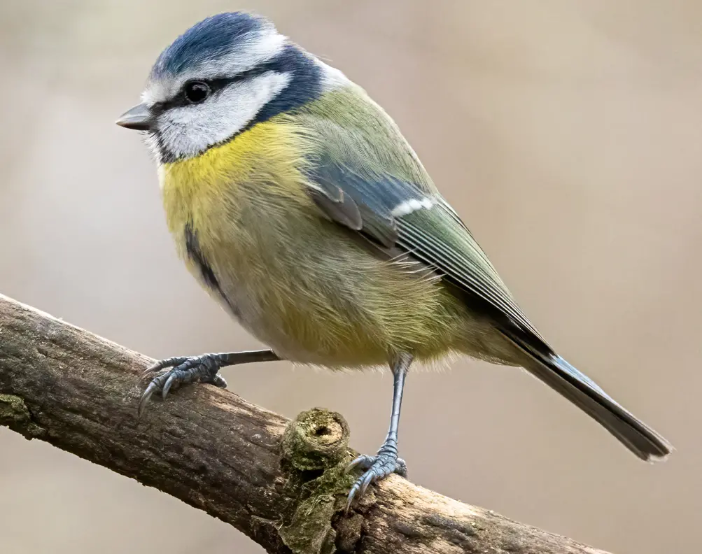 Bird of the month – April 2022 – The Blue Tit – Vinters ...