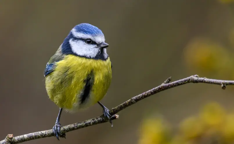 Blue Tit | Happy Beaks