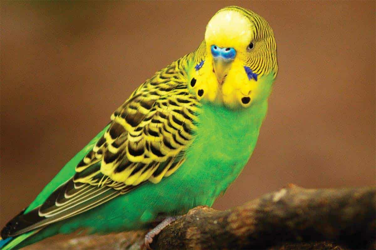 The Budgerigar: AKA Budgies, Parakeets - Pet Junction