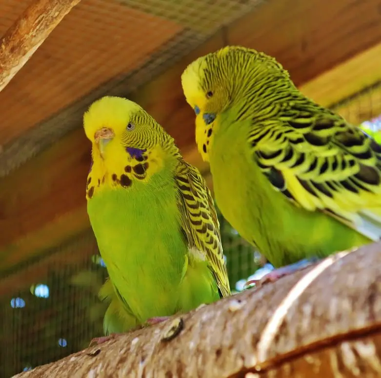 Budgerigar - The Australian Museum