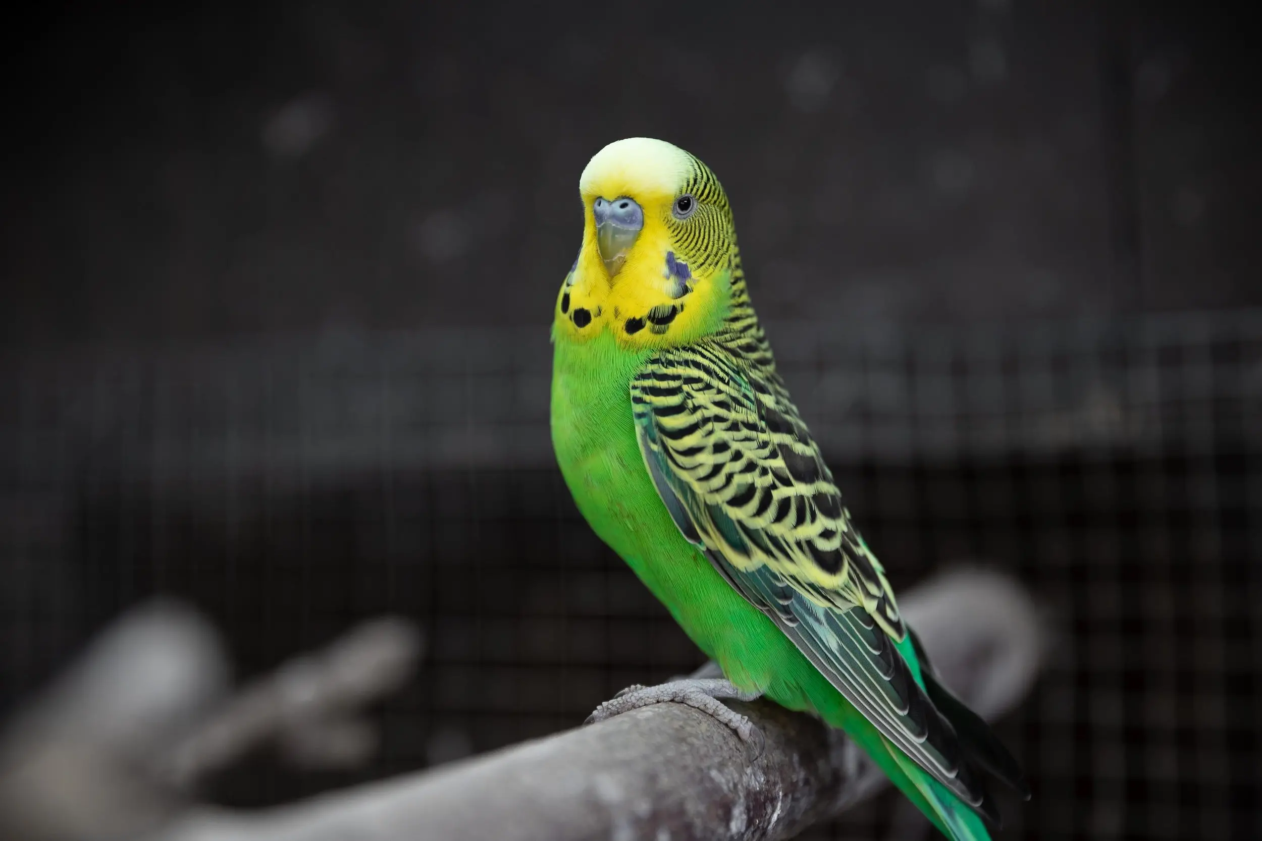 Keeping a Budgerigar — Meander Valley Veterinary Service