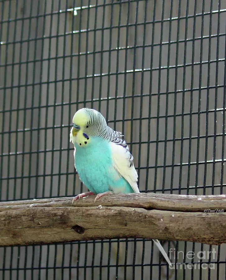 Blue Budgie Bird Photograph by Terri Mills - Fine Art America