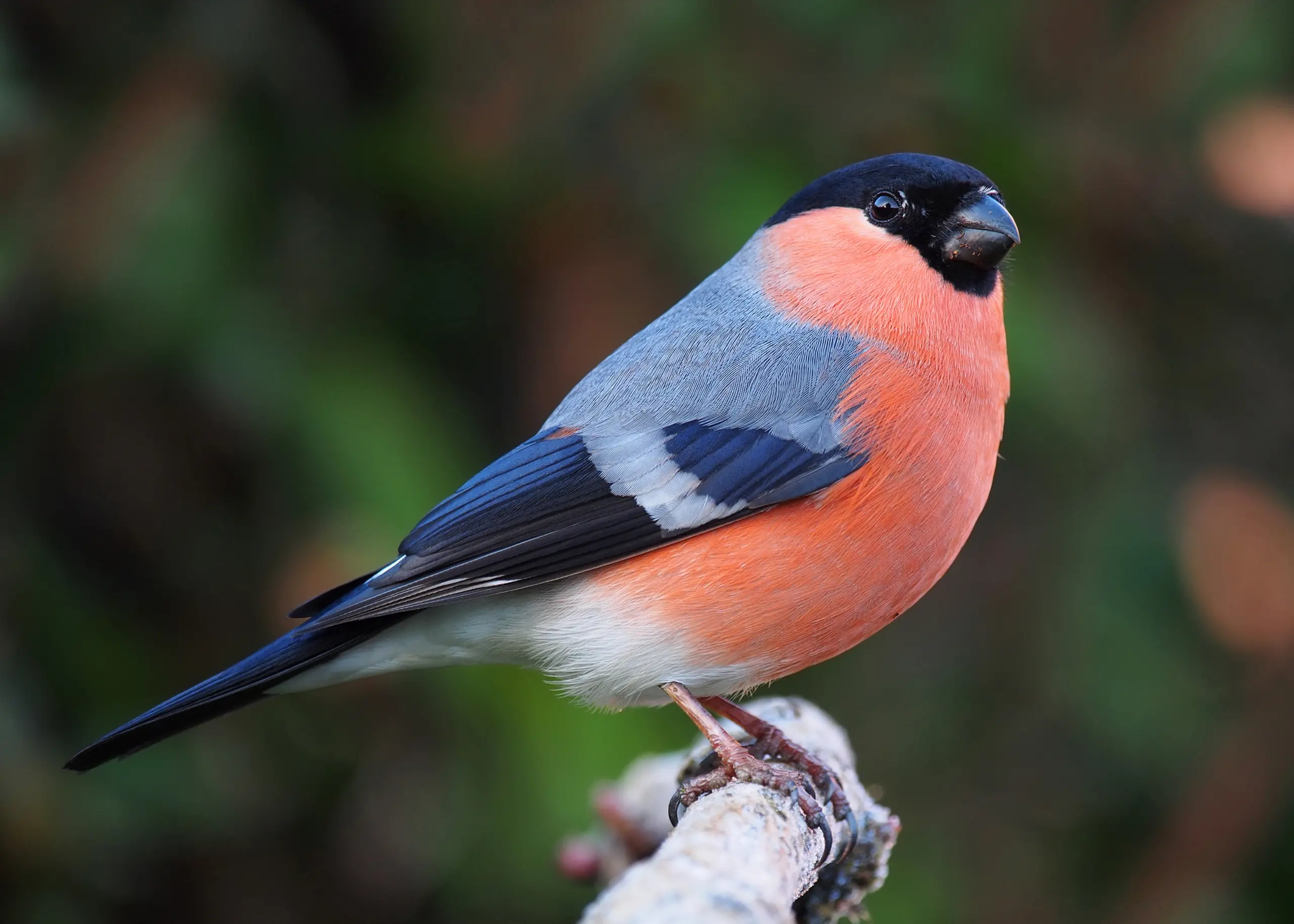 Eurasian bullfinch - Wikipedia