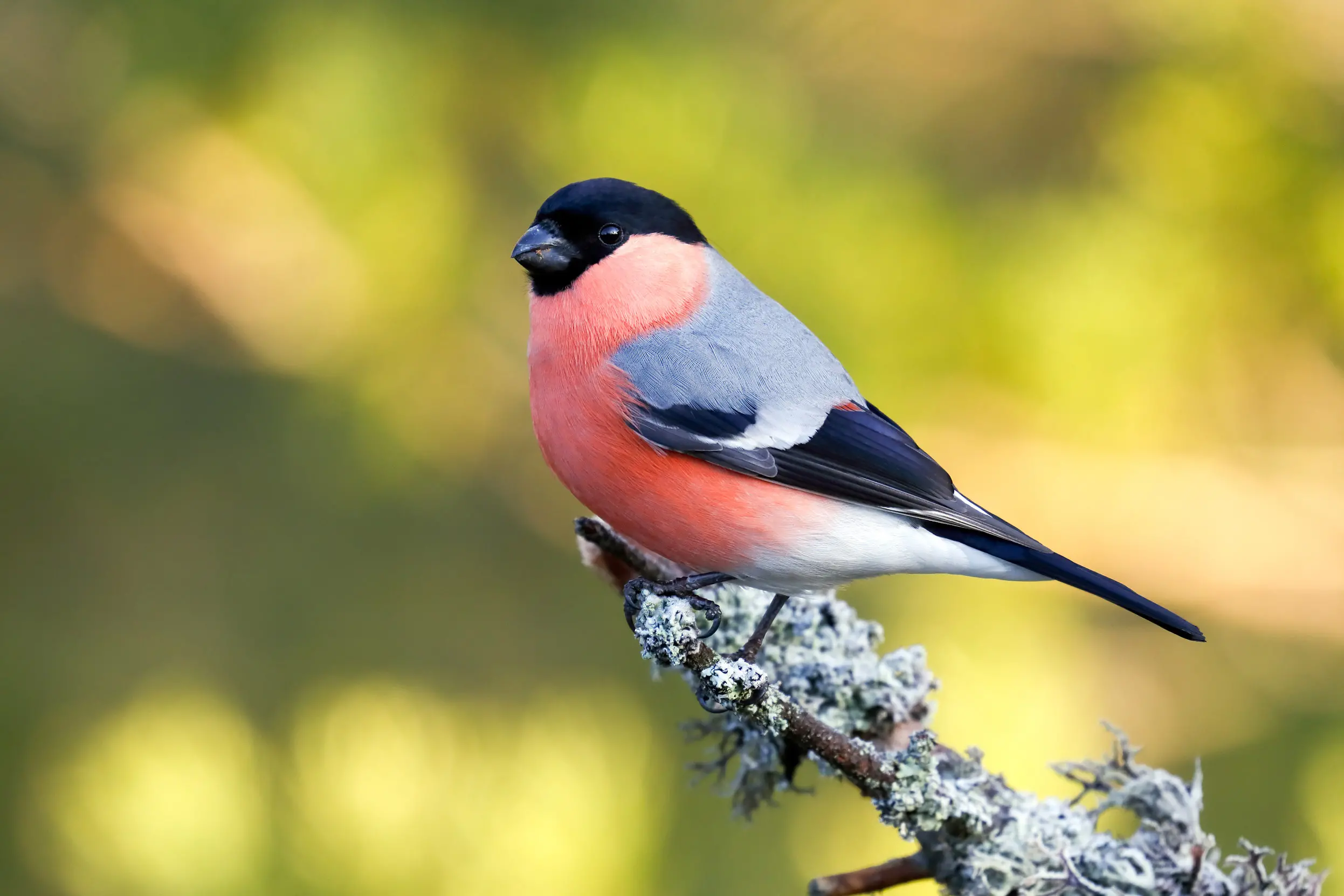 Bullfinch Bird Facts | Pyrrhula Pyrrhula