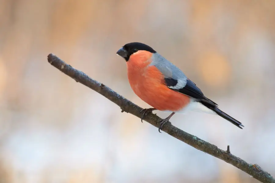 Bullfinch – Pyrrhula pyrrhula – AE James