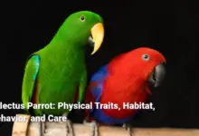 Eclectus Parrot: Physical Traits, Habitat, Behavior, and Care