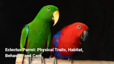 Eclectus Parrot: Physical Traits, Habitat, Behavior, and Care