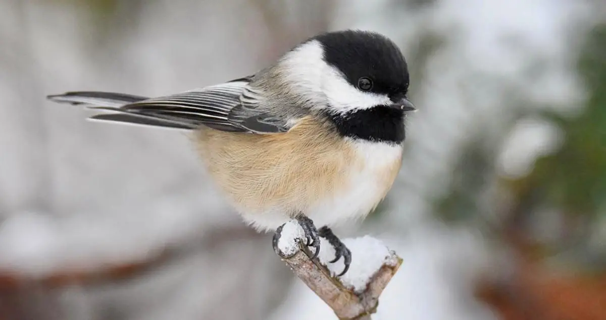 Black-capped Chickadee Overview, All About Birds, Cornell ...