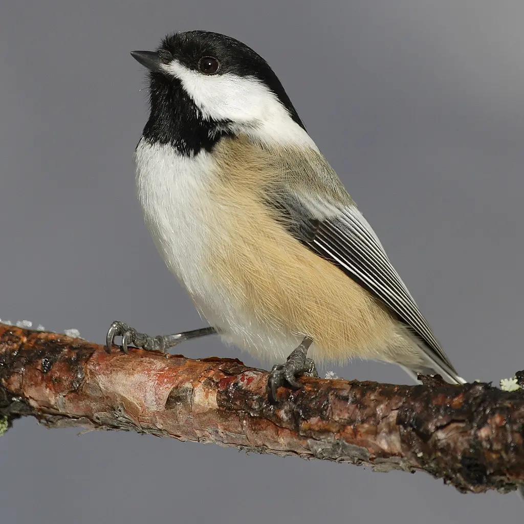 Black-capped chickadee - Wikipedia