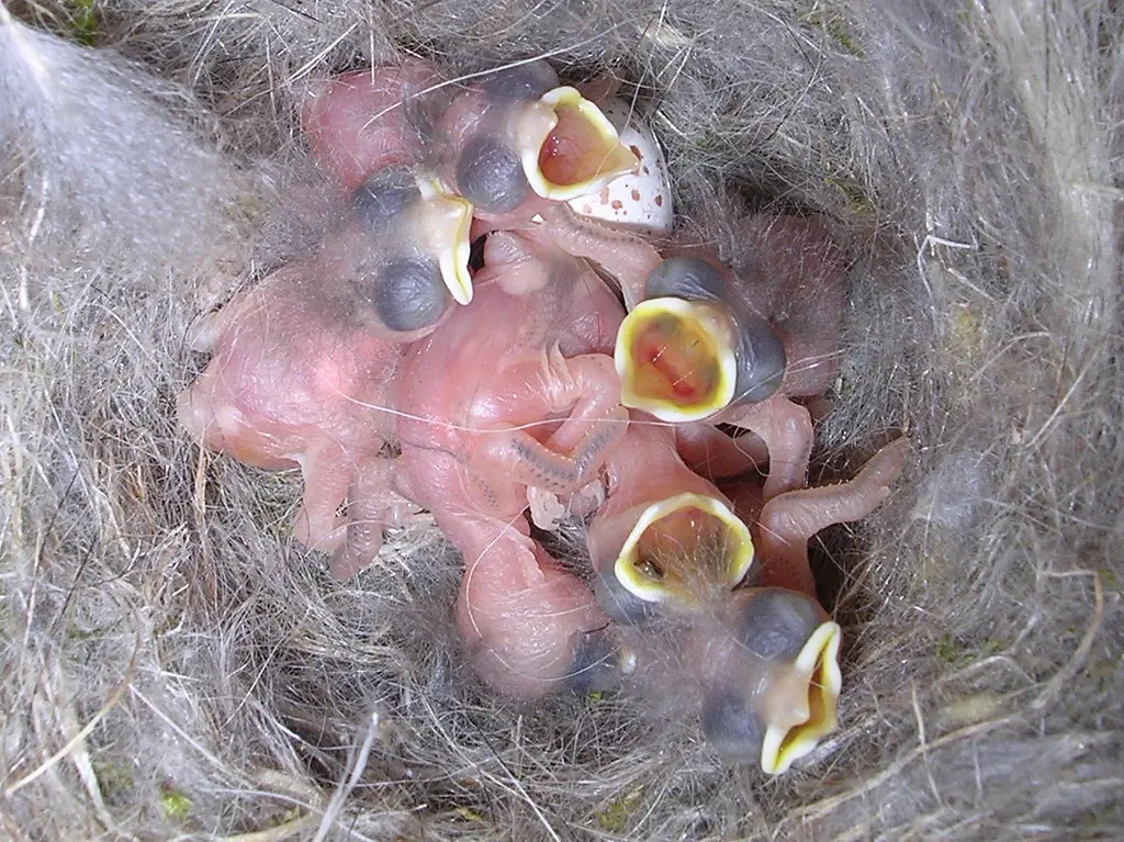 Baby Chickadees Photo Journal - flyaway