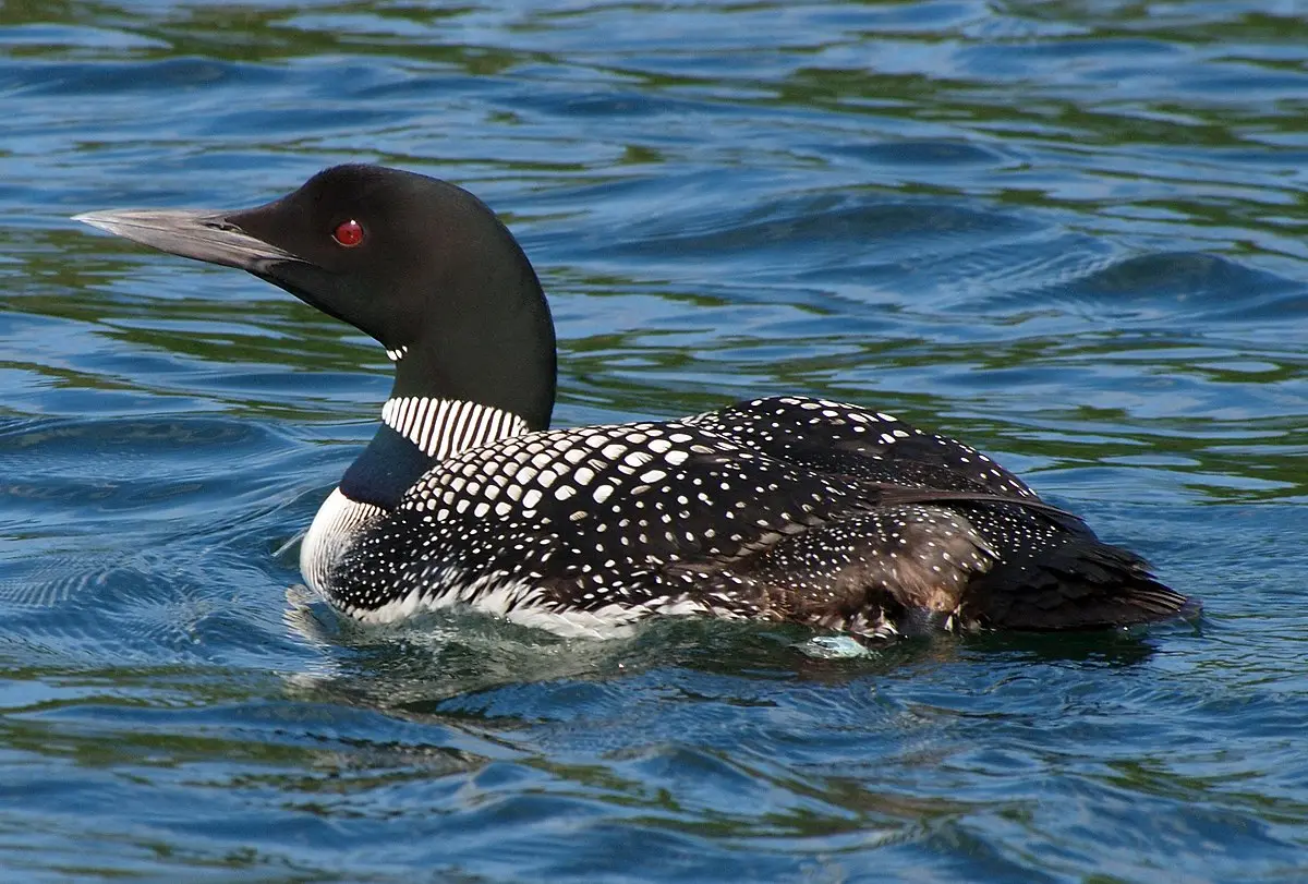 Common loon - Wikipedia