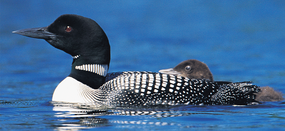 Common Loon | Vermont Fish & Wildlife Department