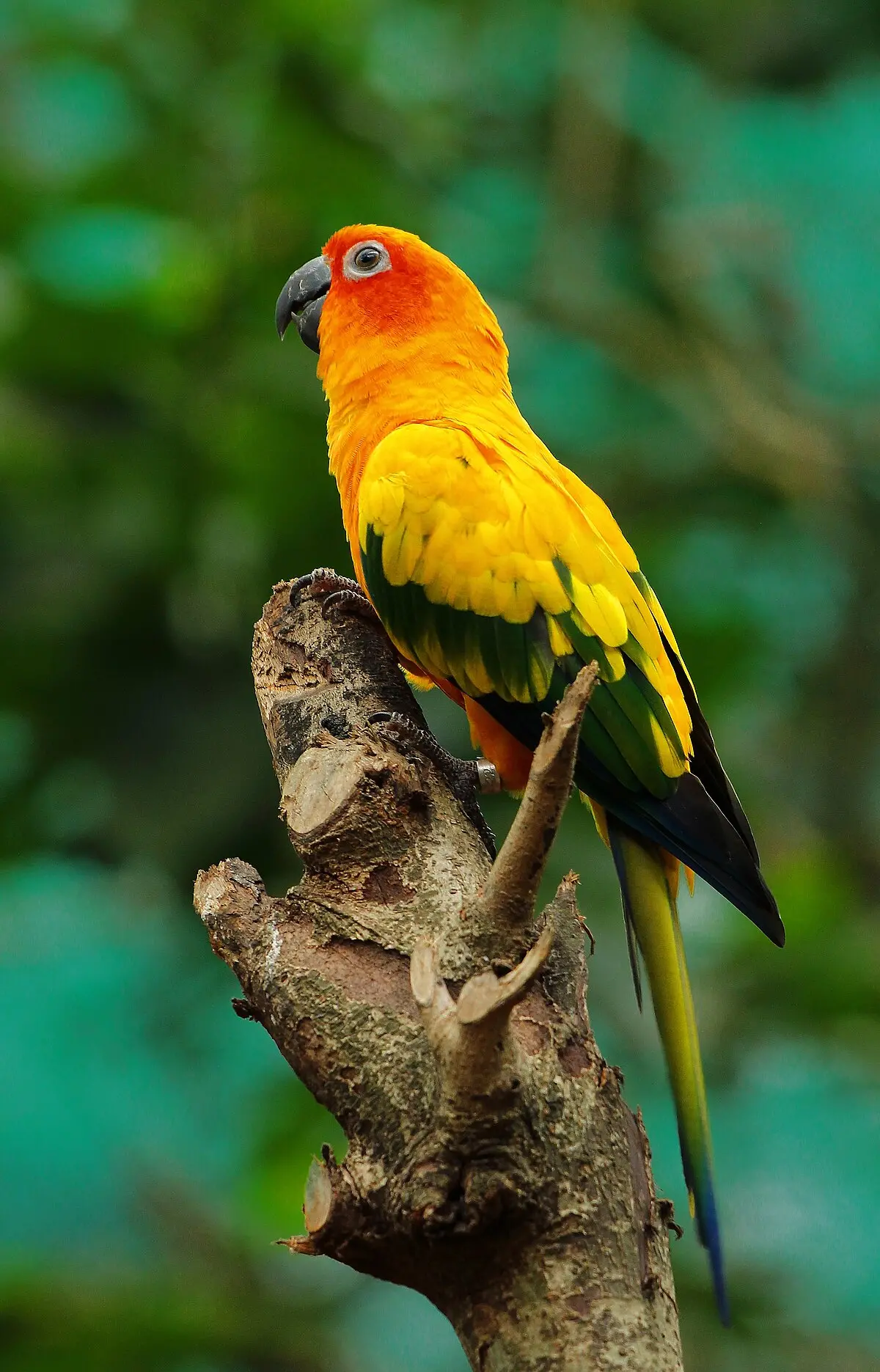 Conure - Wikipedia