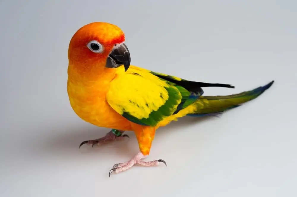 Sun Conure Care Guide!! | Is a Sun Conure Right for You ...