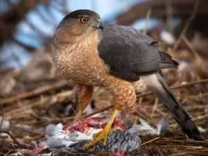 Cooper's Hawk Bird: A Comprehensive Guide