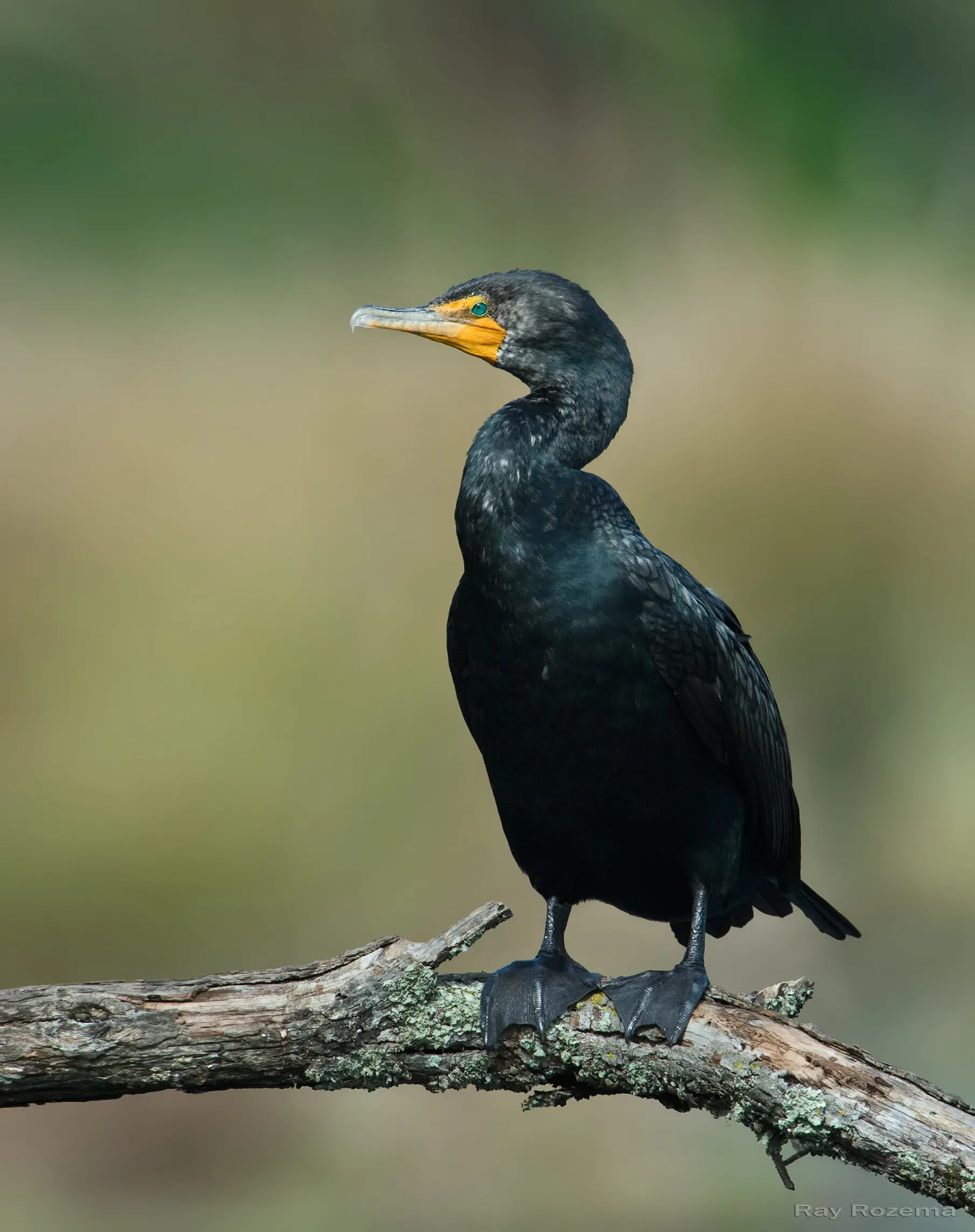 Meet the Double-crested Cormorant — Sacramento Audubon Society