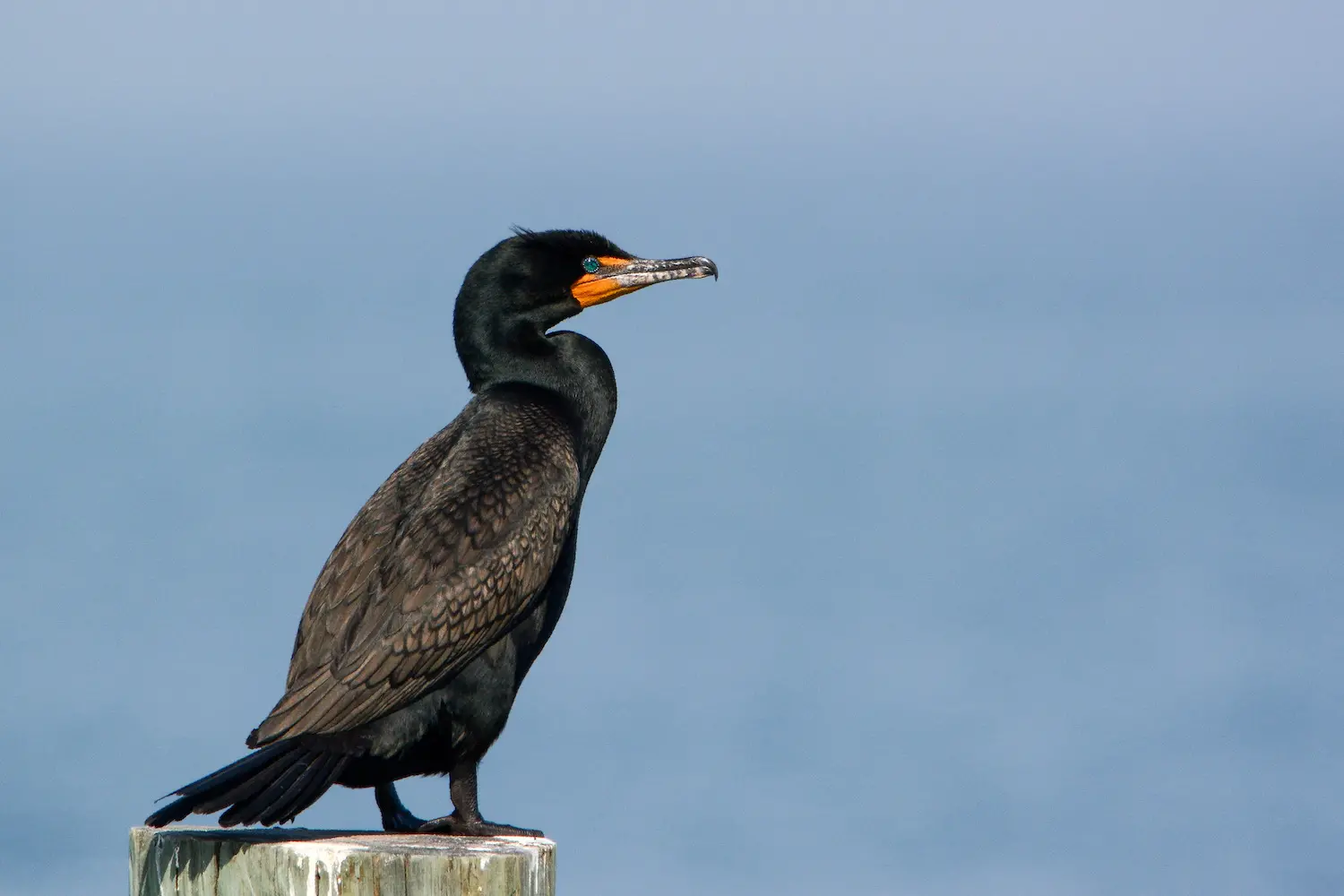 On the Wing: The Slightly Creepy Cormorant | The East ...