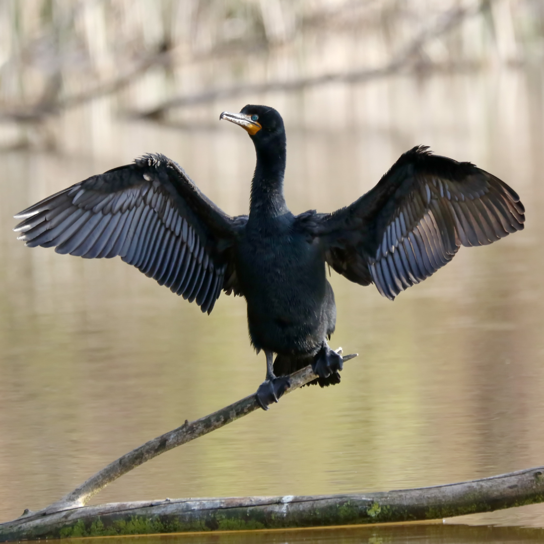 The Leucistic Cormorant — Tales from the Riverbank | by ...