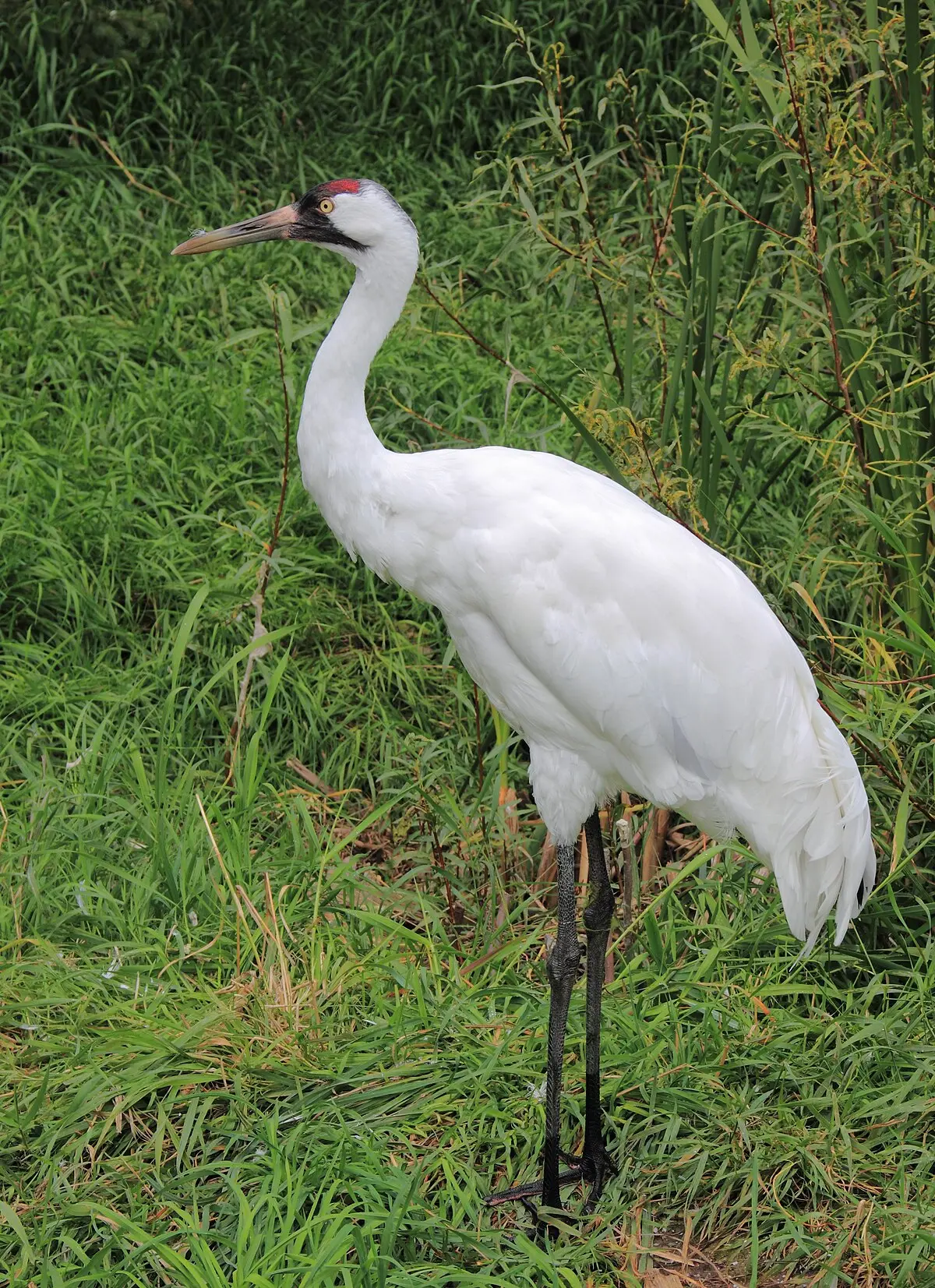 Whooping crane - Wikipedia