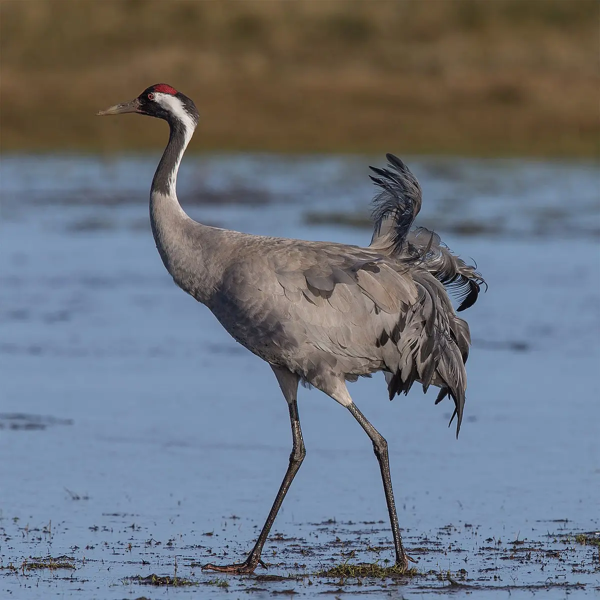 Common crane - Wikipedia