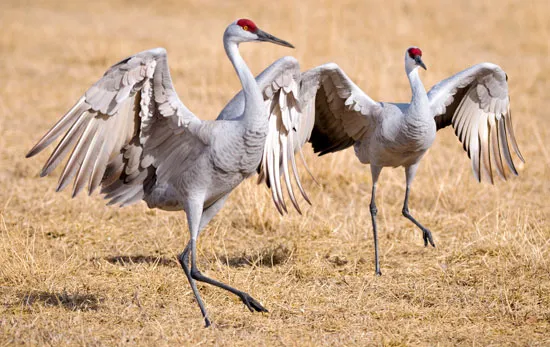 Crane | Wading birds, migratory, long-legged | Britannica