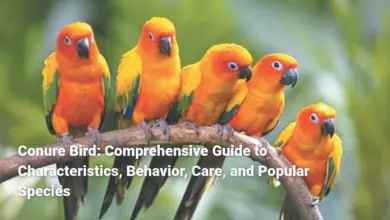 Conure Bird: Comprehensive Guide to Characteristics, Behavior, Care, and Popular Species