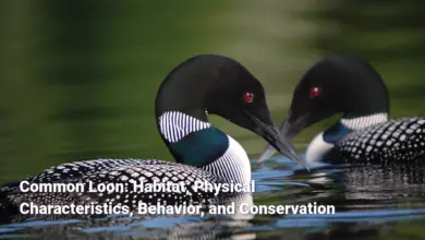 Common Loon: Habitat, Physical Characteristics, Behavior, and Conservation