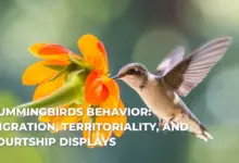 Humming birds Behavior: Migration, Territoriality, and Courtship Displays