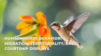 Humming birds Behavior: Migration, Territoriality, and Courtship Displays