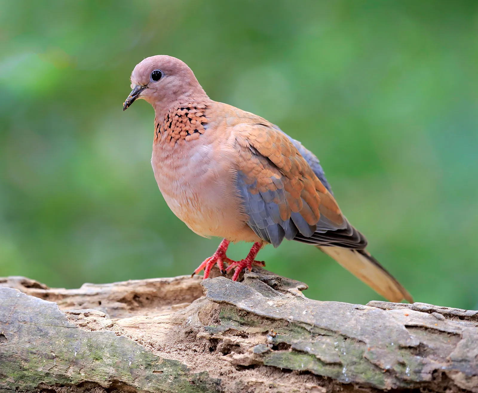 Dove | Mourning, Columbidae, Pigeons | Britannica