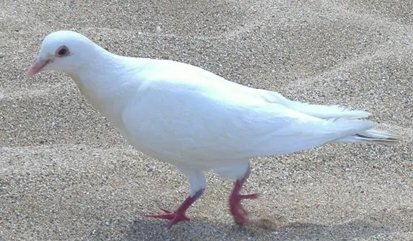 Why Do Doves Represent Love? | Live Science