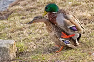 Male Ducks: Characteristics, Behavior, and Role in Ecosystems