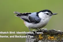 Nuthatch Bird: Identification, Types, Behavior, and Backyard Tips