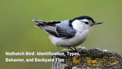 Nuthatch Bird: Identification, Types, Behavior, and Backyard Tips