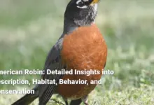 American Robin: Detailed Insights into Description, Habitat, Behavior, and Conservation