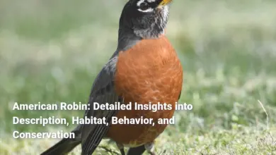 American Robin: Detailed Insights into Description, Habitat, Behavior, and Conservation