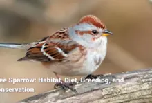 Tree Sparrow: Habitat, Diet, Breeding, and Conservation