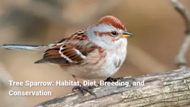 Tree Sparrow: Habitat, Diet, Breeding, and Conservation