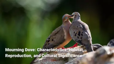 Mourning Dove: Characteristics, Habitat, Reproduction, and Cultural Significance