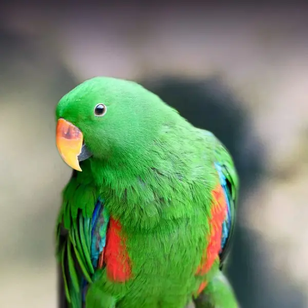 Eclectus Personality, Food & Care – Pet Birds by Lafeber Co.