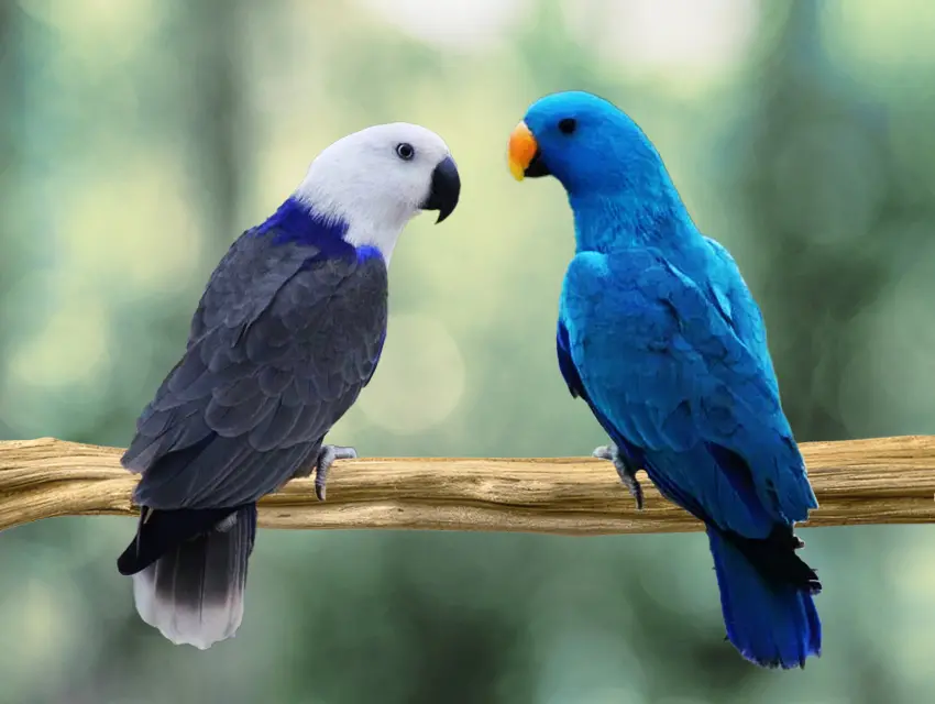 Blue mutation Eclectus parrot | NeorniLab