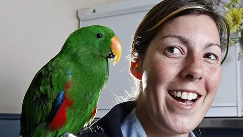 RSPCA Seizes Angus, The Eclectus Parrot