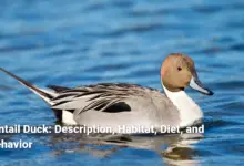 Pintail Duck: Description, Habitat, Diet, and Behavior