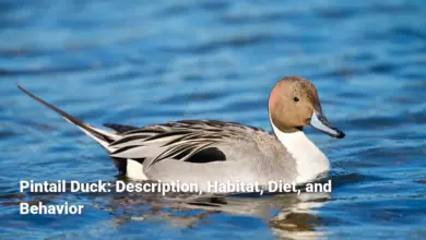 Pintail Duck: Description, Habitat, Diet, and Behavior