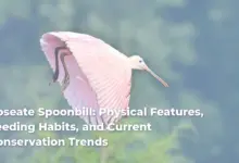 Roseate Spoonbill: Physical Features, Feeding Habits, and Current Conservation Trends