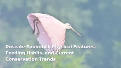 Roseate Spoonbill: Physical Features, Feeding Habits, and Current Conservation Trends