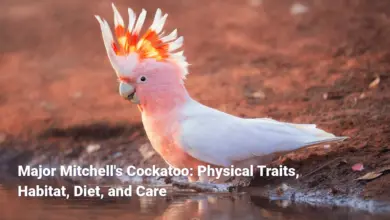 Major Mitchell's Cockatoo: Physical Traits, Habitat, Diet, and Care